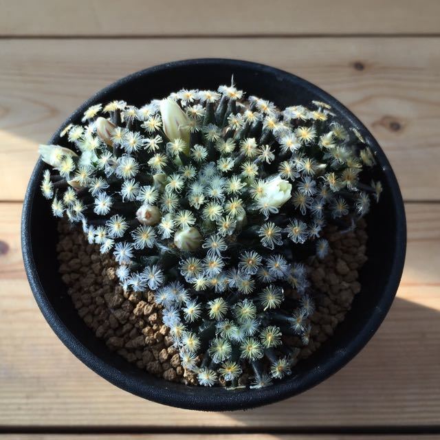 植物】σマミラリア 黒肌明星 実生 3号 Mammillaria schiedeana 多肉