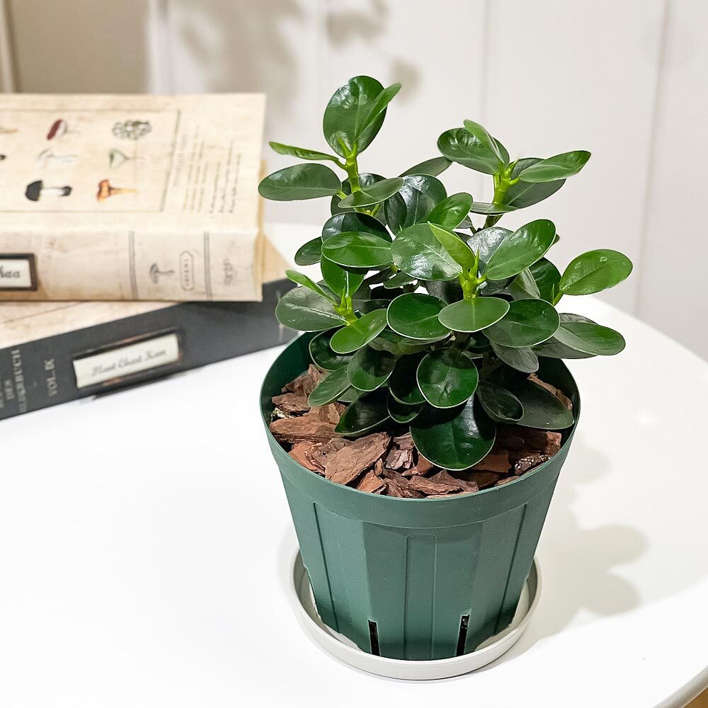 パンダガジュマル斑入り接木8号