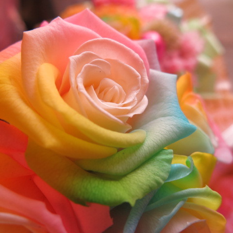 プロポーズ 彼女 レインボーローズ プリザーブドフラワー入り