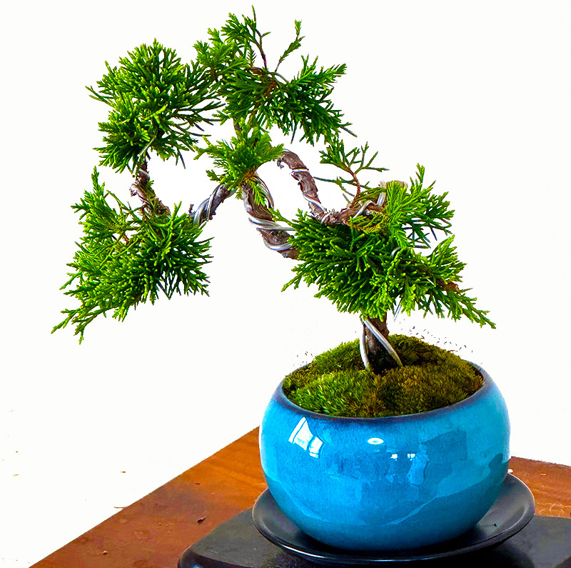 真柏 盆栽 松 糸魚川真柏 育て方ガイド付 送料無料 無料ラッピング