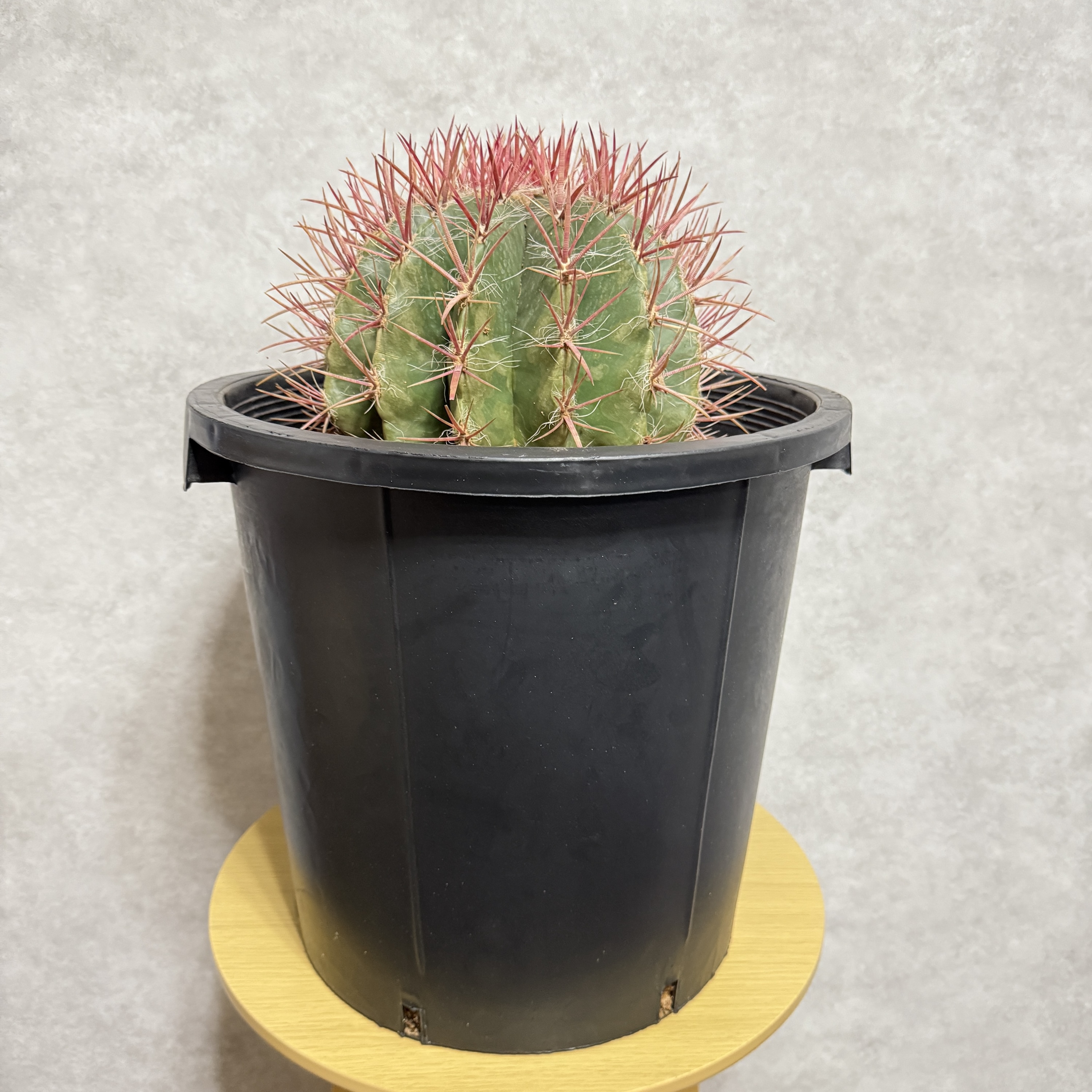 サボテン赤鳳 12号鉢 大型 特大サイズ フェロカクタススタイネシー
