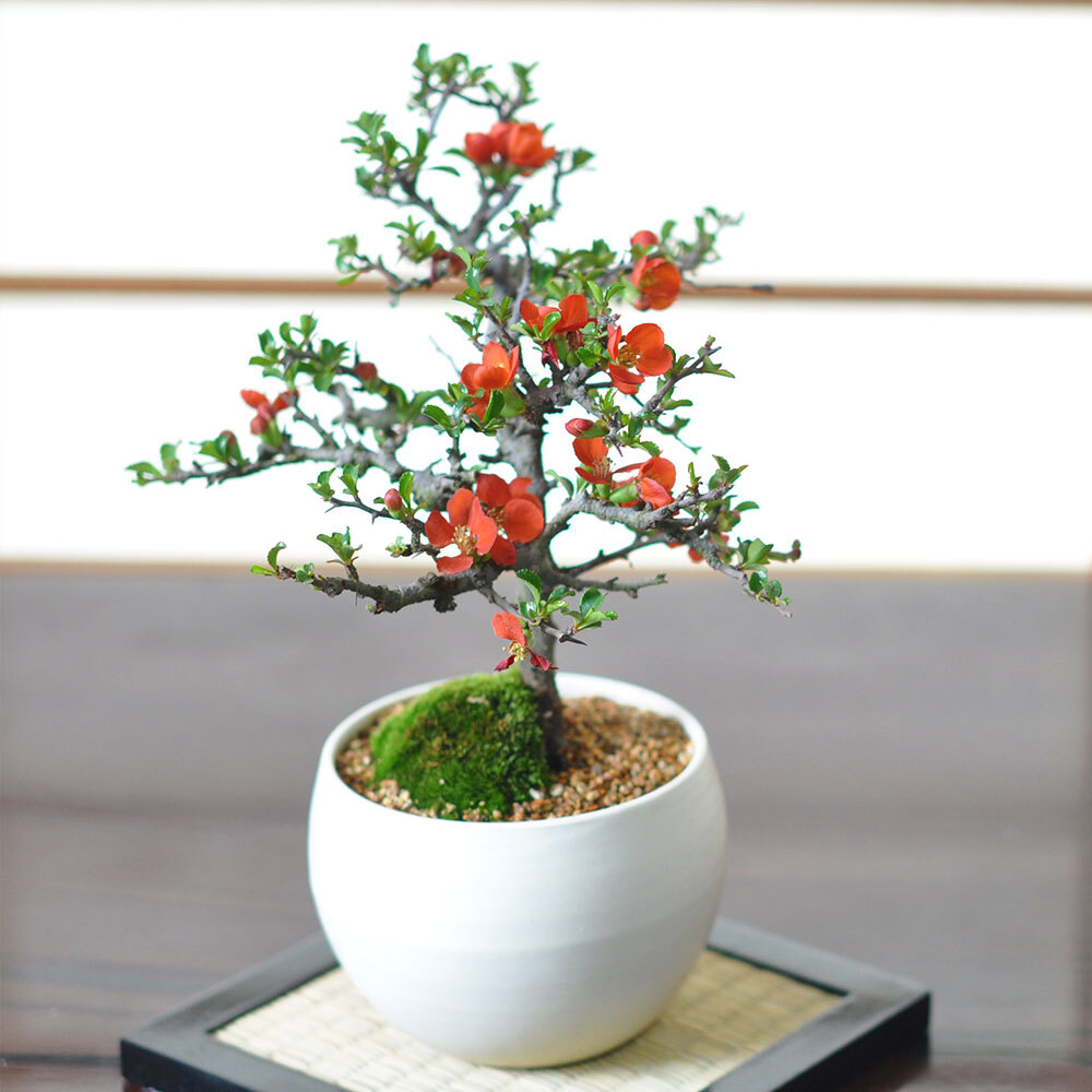 母の日 送料無料 盆栽 特選 長寿梅 大白玉大鉢 観葉植物 鉢植え 和