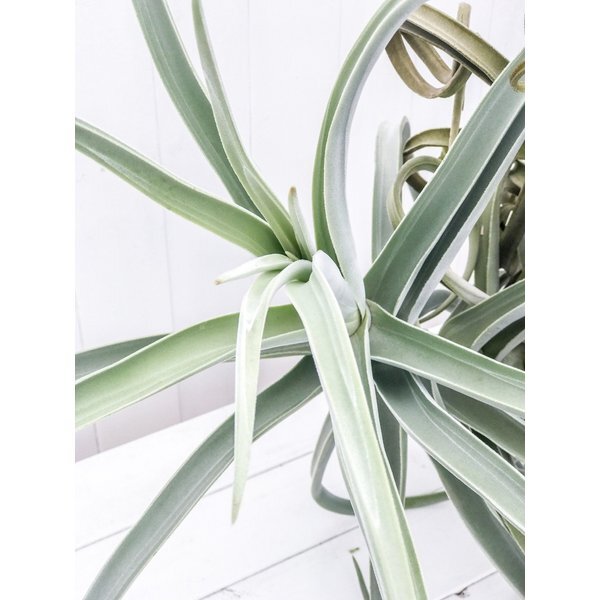 PLANCHU エアプランツ ティランジア ドゥラティー XXXLサイズ 1株 育て