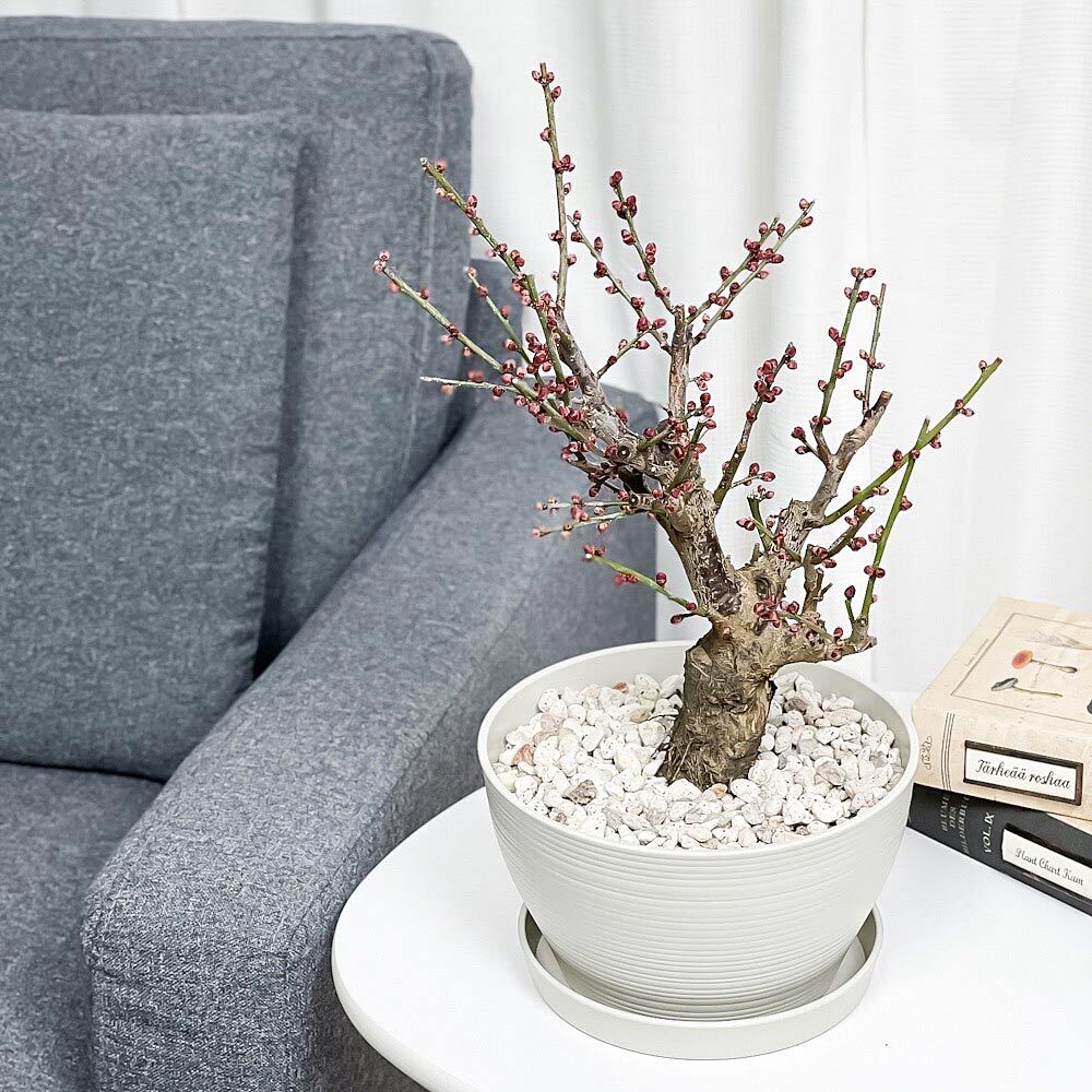 PLANCHU 盆栽 花梅 大盃 6号鉢 受け皿付き 育て方説明書付き Prunus