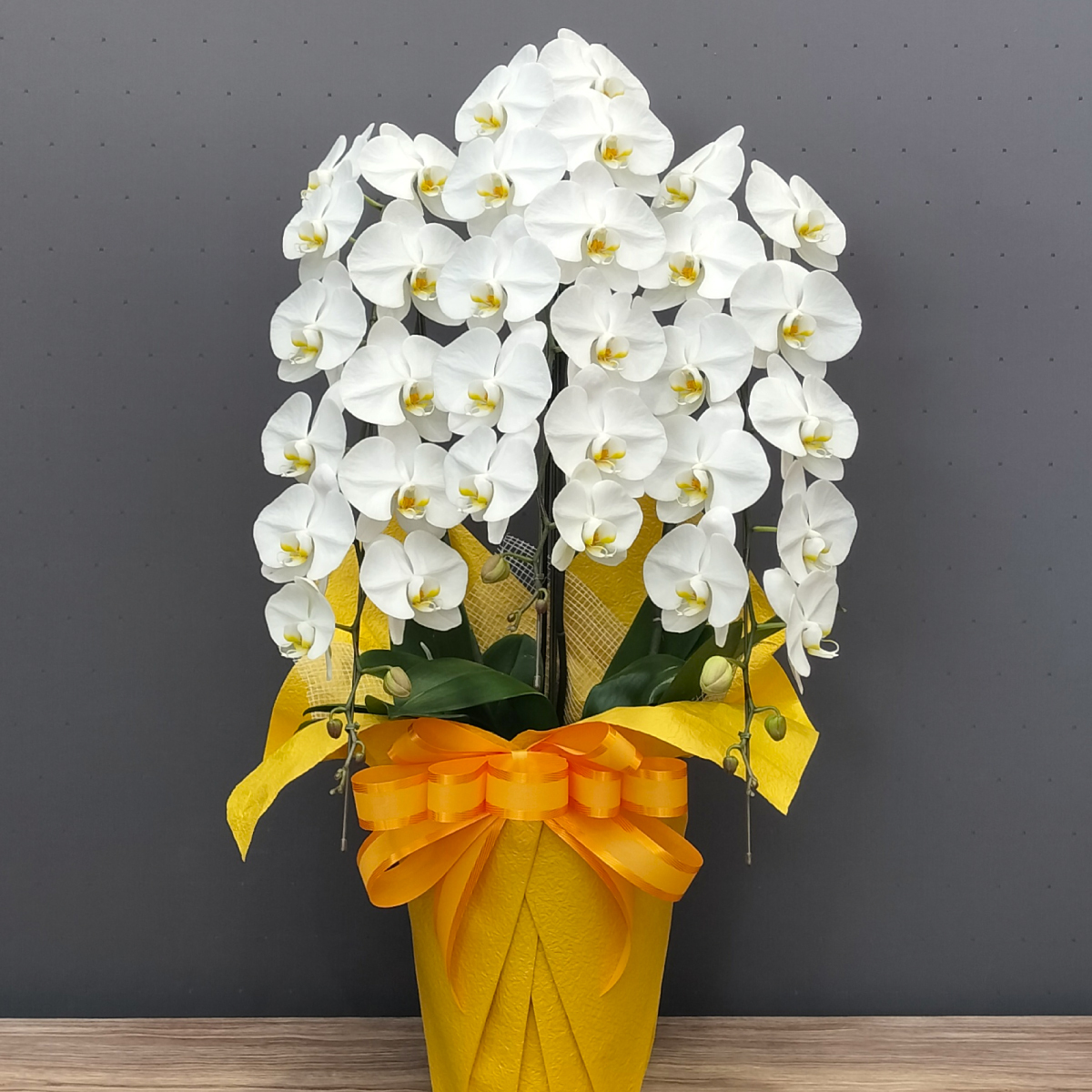 胡蝶蘭キングハイグレード3本】花 生花 胡蝶蘭 鉢花 白 大輪 42輪程度