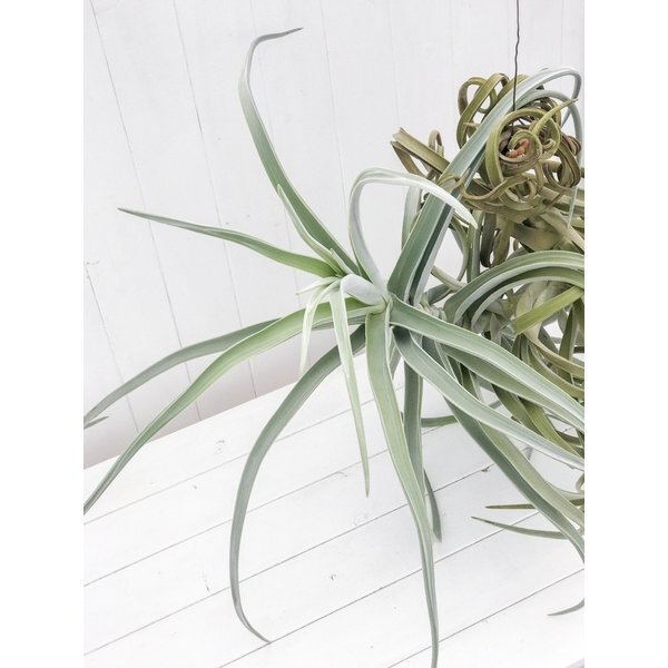 PLANCHU エアプランツ ティランジア ドゥラティー XXXLサイズ 1株 育て