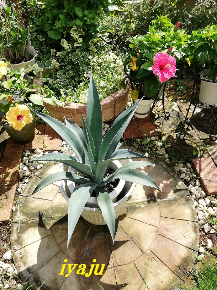 アガベ アオノリュウゼツラン 10号(0021) インテリア オシャレな観葉