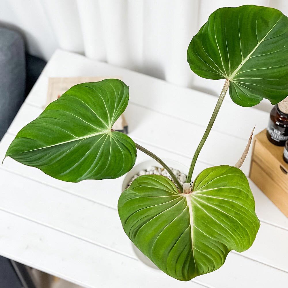 PLANCHU 観葉植物 フィロデンドロン グロリオーサム 6号鉢 受け皿付き