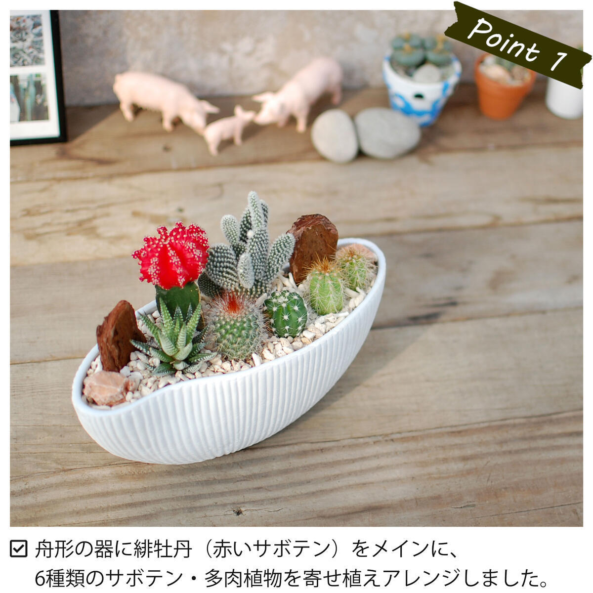 サボテン 多肉植物 6種類 寄せ植え（緋牡丹入り）/舟形POT M