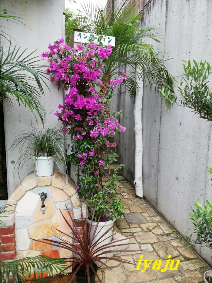 ユッカ ロストラータ 9号(0011) ワイルドな観葉植物 ドライガーデン