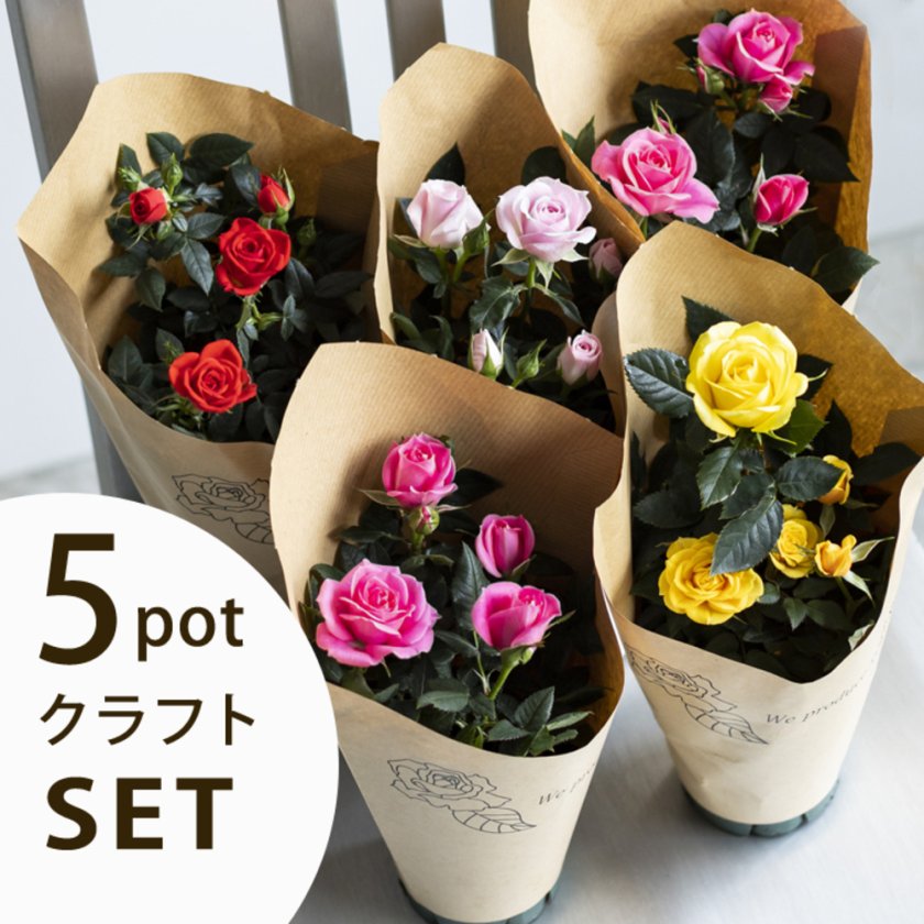 専門店のバラ ミニバラ5鉢セット お礼 サンクスローズ 送料無料