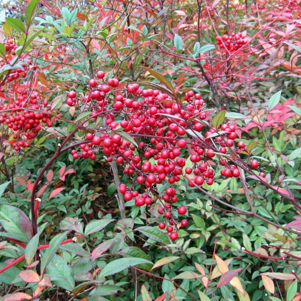 園芸ネット本店｜ナンテン(南天）：赤実3-3.5号ポット の通販【公式】