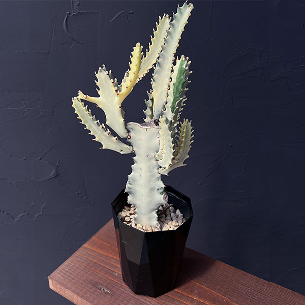 園芸ネット本店｜ユーフォルビア：ホワイトゴースト 4号鉢植え の通販