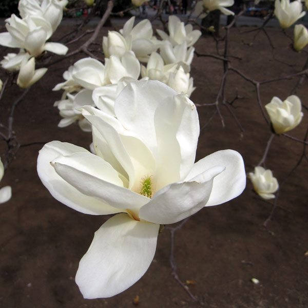 白木蓮 苗木 特大株華やかな芳香 園芸ネット本店｜モクレン：白木蓮
