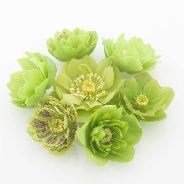 園芸ネット本店｜松村ナーセリーさんのクリスマスローズ：ダブル