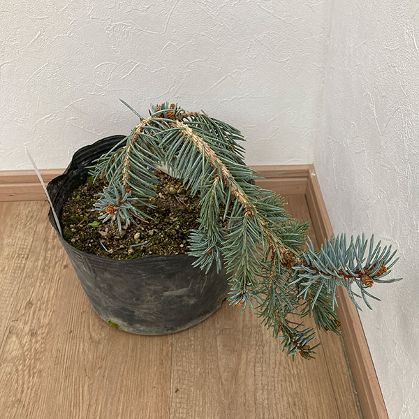 園芸ネット本店｜ピセアプンゲンス（プンゲンストウヒ）：ペンデュラ7