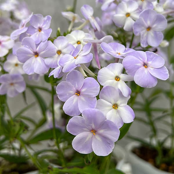 園芸ネット本店｜フロックス：ブルーフレーム3～3.5号ポット 6株セット