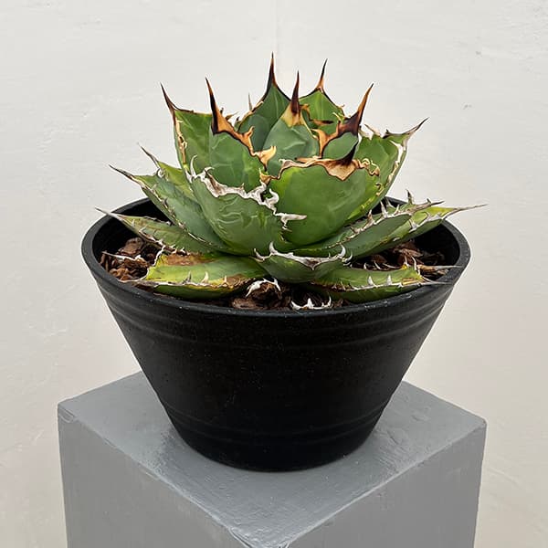 園芸ネット本店｜アガベ：チタノタ ナンバーワン バリエガータ（覆輪斑