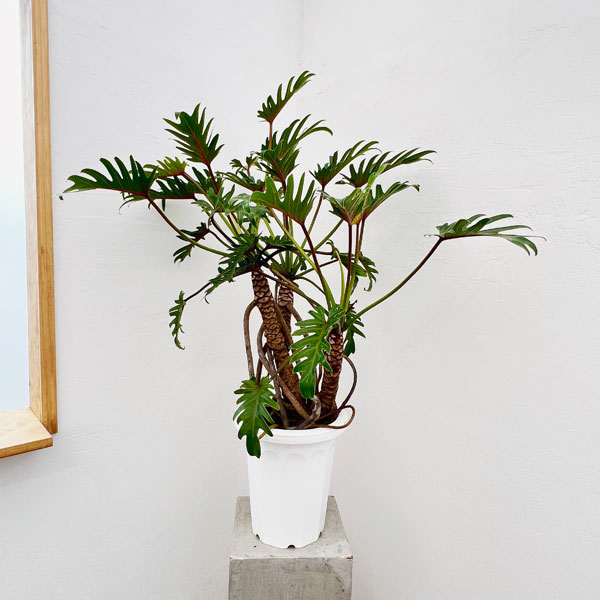 園芸ネット本店｜フィロデンドロン：クッカバラ（幹上がり） 8号鉢植え