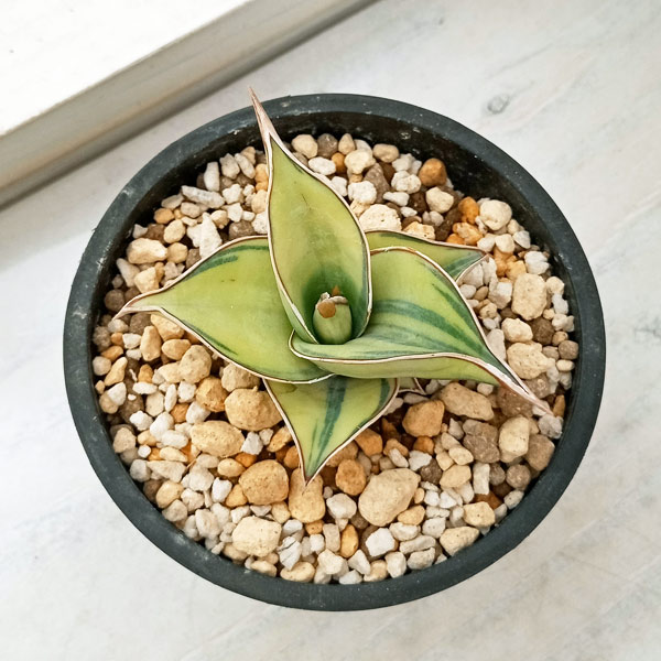 園芸ネット本店｜サンセベリア：ピングイキュラ バリエガータ（斑入