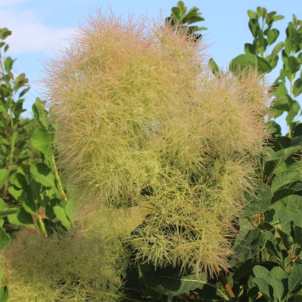 園芸ネット本店｜スモークツリー：ロゼシュシュ3号ポット の通販【公式】