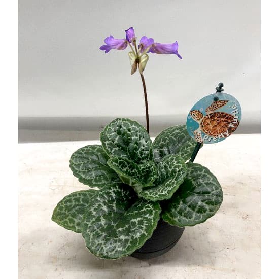 園芸ネット本店｜ストレプトカーパス：プリティタートル5号ポット の