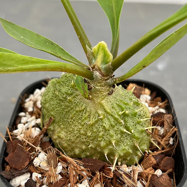 園芸ネット本店｜ミルメコディア：プラティレア2号角鉢 の通販【公式】