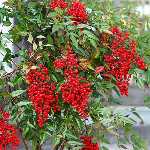 園芸ネット本店｜ナンテン(南天）：森清（もりきよ）4.5号ポット[難を