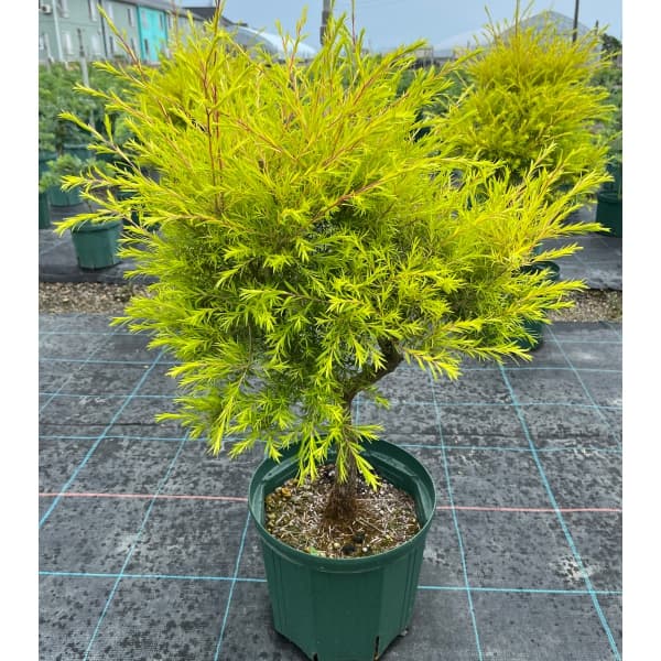 園芸ネット本店｜メラレウカ（メラウニカ）：レボリューションゴールド