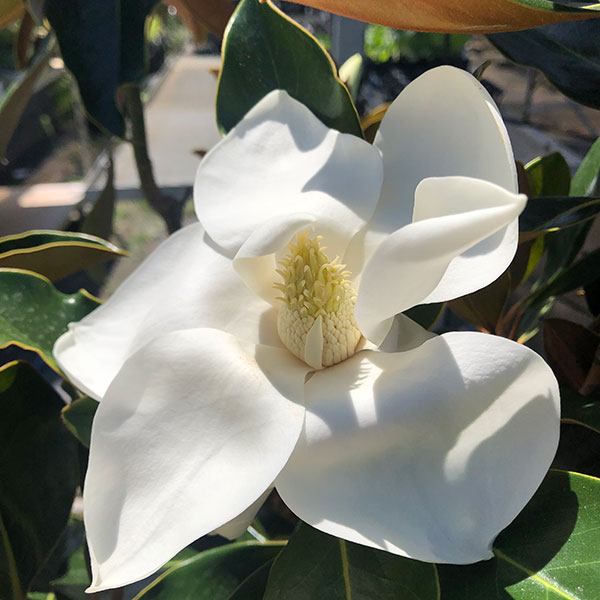 園芸ネット本店｜タイサンボク：リトルジェム9号ポット の通販【公式】