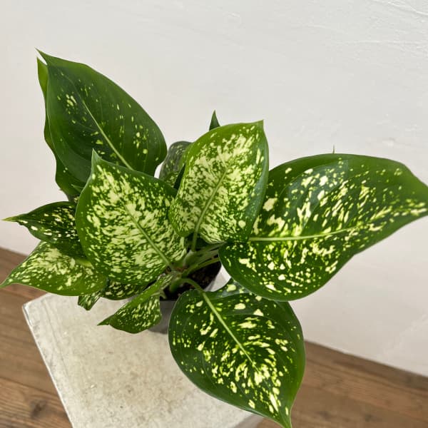 園芸ネット本店｜アグラオネマ：sp.グリーン 4.5号鉢植え の通販【公式】