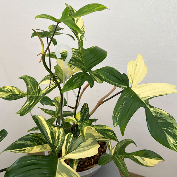 園芸ネット本店｜フィロデンドロン：フロリダビューティー（斑入） 7号