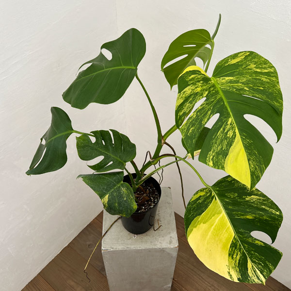 園芸ネット本店｜モンステラ：斑入り（黄斑） 5号24-03 の通販【公式】