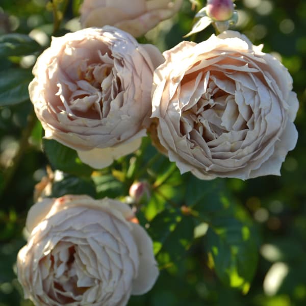 園芸ネット本店｜（開花予定株）ロサ・オリエンティス・プログレッシオ