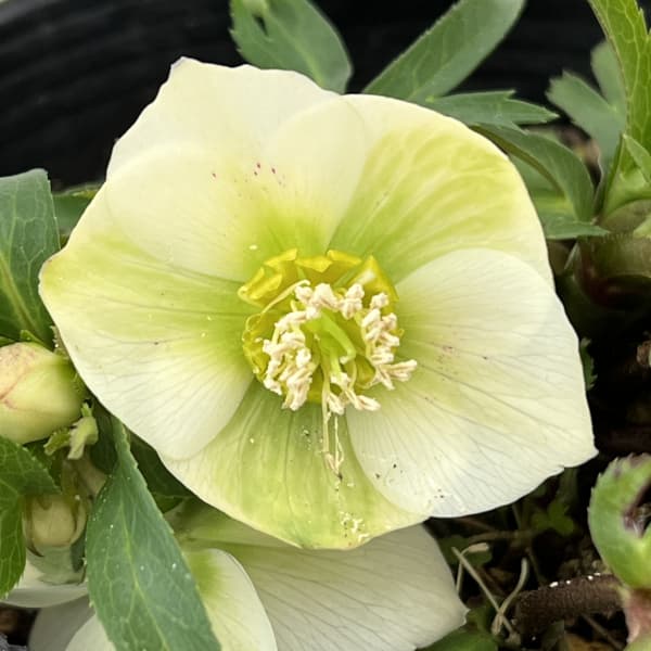 園芸ネット本店｜曽田園芸さんのクリスマスローズ：26-16姫小町