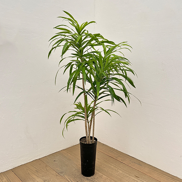 園芸ネット本店｜ドラセナ：アングスティフォリア 4号鉢植え の通販