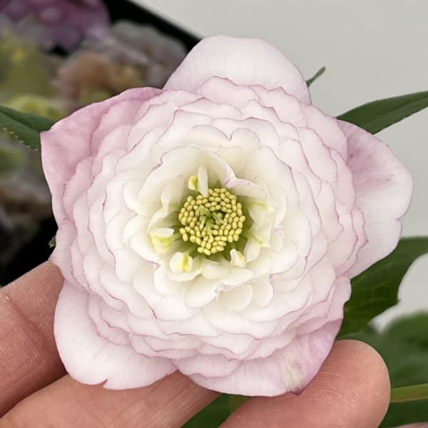 園芸ネット本店｜クリスマスローズ：セレクトダブル26-106 レフレール