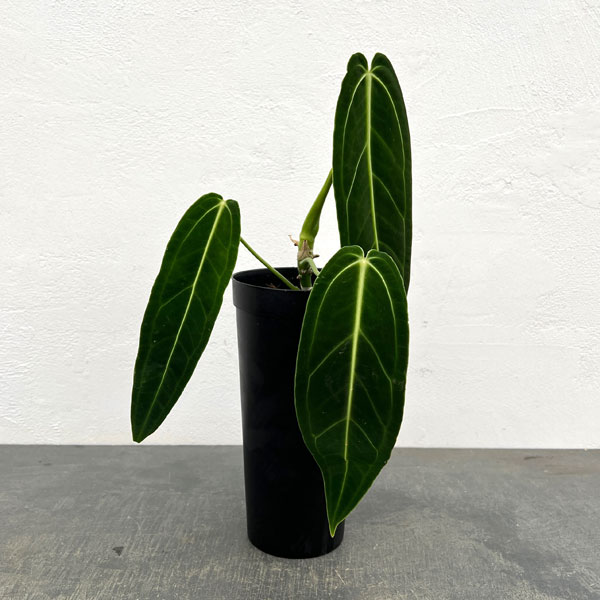 園芸ネット本店｜アンスリウム：ワロクアナム 4号ポット の通販【公式】