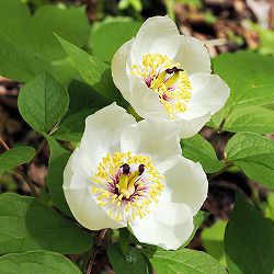 園芸ネット本店｜ヤマシャクヤク（山芍薬） ：炎（紅花）5号ポット の