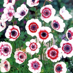 園芸ネット本店｜アネモネ：八重咲き 混合 40ml入り の通販【公式】