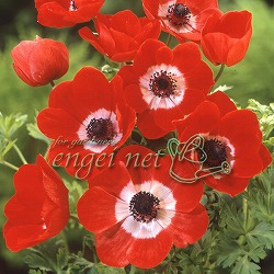 園芸ネット本店｜アネモネ：八重咲き 混合 40ml入り の通販【公式】