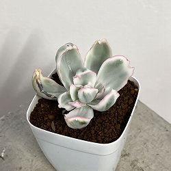 園芸ネット本店｜エケベリア：アトランティス錦 2.5号ポット の通販