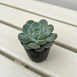 園芸ネット本店｜エケベリア：ブルーミニマ錦 2.5号 の通販【公式】
