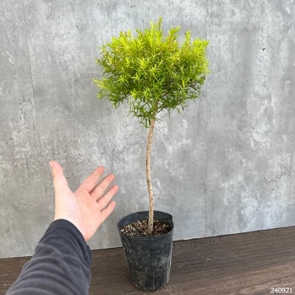 園芸ネット本店｜メラレウカ（メラウニカ）：レボリューションゴールド