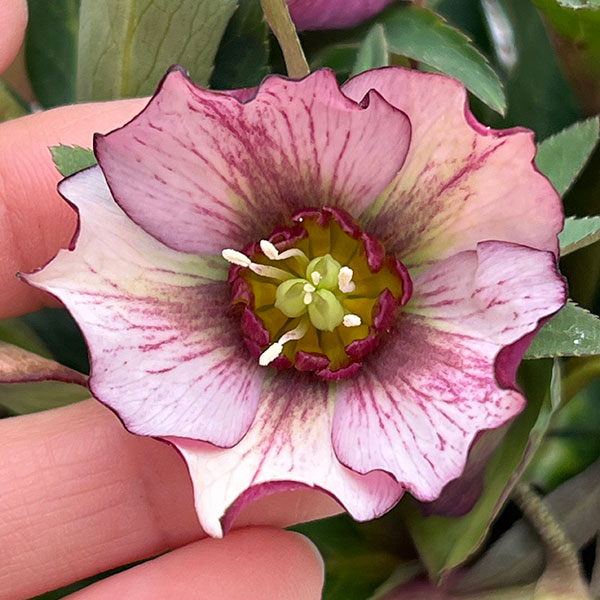 園芸ネット本店｜クリスマスローズ：*プチドール彩（あや）5号鉢（開花