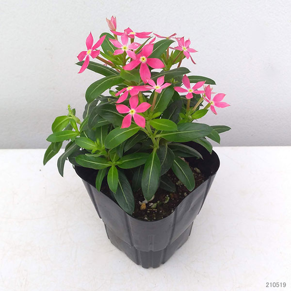 園芸ネット本店｜ニチニチソウ：フェアリースターコーラルピンク3号