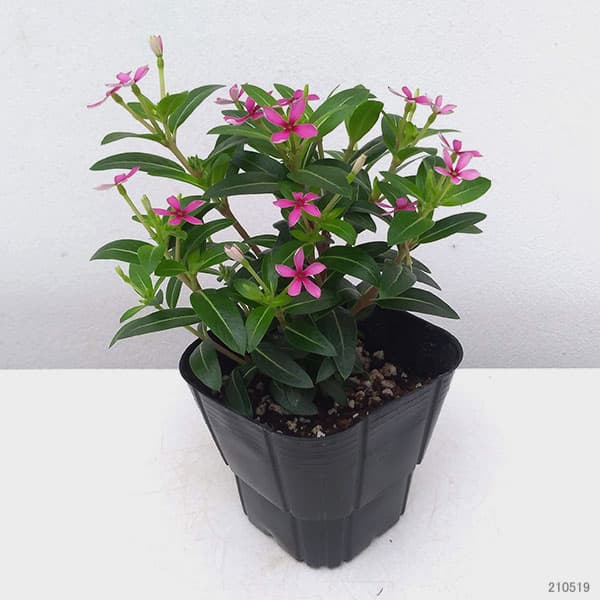 園芸ネット本店｜[26年5月中下旬予約]ニチニチソウ：フェアリースター