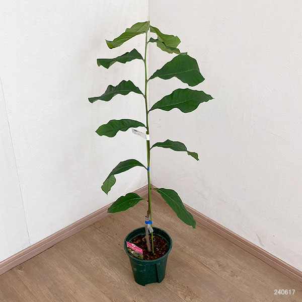 園芸ネット本店｜ポポー：アレゲーニー（接木苗）5-6号ポット の通販