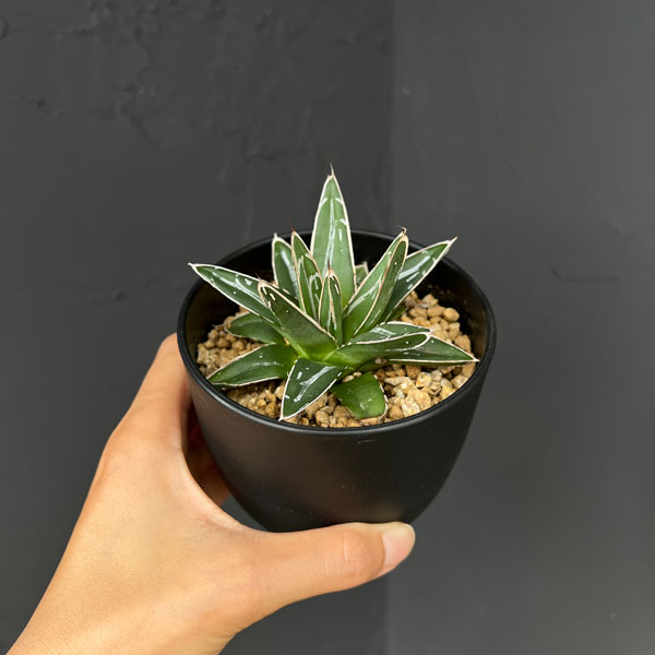 園芸ネット本店｜アガベ：笹の雪 3.5号鉢植え の通販【公式】