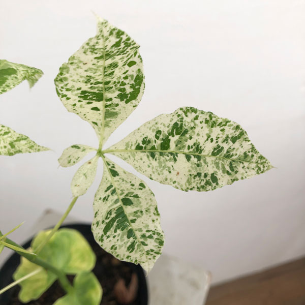 園芸ネット本店｜パキラ：ミルキーウェイ（実生株） 4.5‐5号ポット の